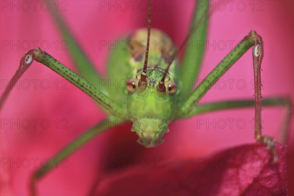 Speckled bush-cricket (Leptophyes punctatissima), green grasshopper sitting on pink bougainvillea,