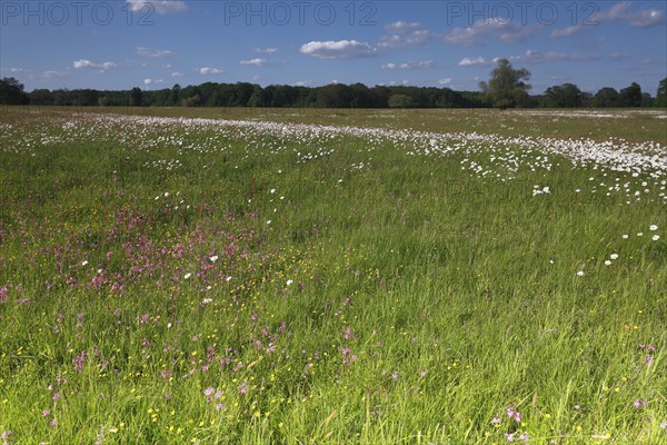 Meadows in spring with buttercups, campion and bluebells, flowering floodplain meadows in spring,