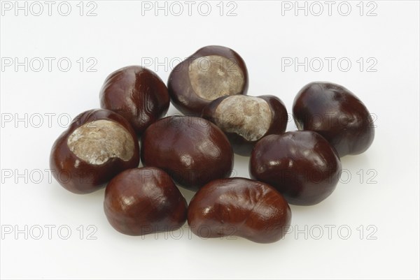 Horse-chestnut (Aesculus hippocastanum), Chestnut Chestnuts