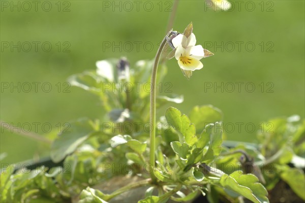 Field heartsease (Viola tricolor), medicinal plant, herb, wild plant, medicinal use