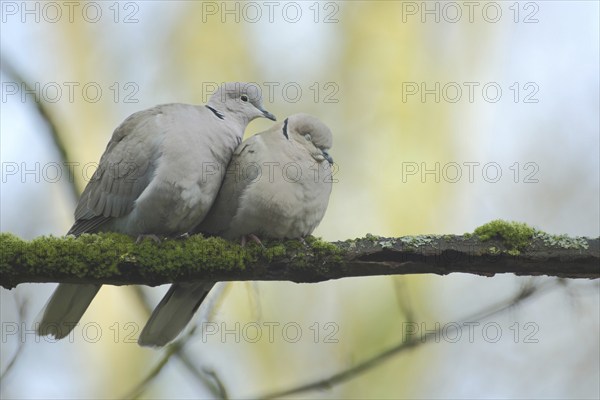 A pair of eurasian collared dove (Streptopelia decaocto) during courtship display, emotion,