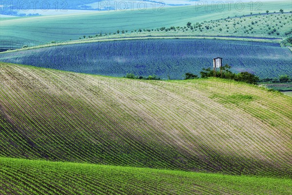 Rural Europe background, Moravian rolling landscape with hunting tower shack on sunset. Moravia,