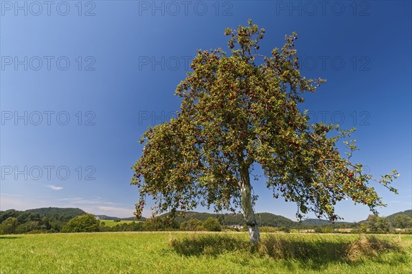 Apple tree (Malus domestica), red apples on tree, Wasgau, Palatinate, Rhineland-Palatinate,