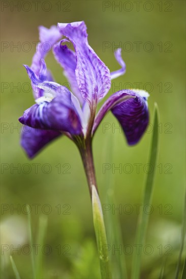 Himalayan Iris in Kullu Valley, Himachal Pradesh, India, Asia