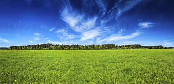 Panorama of summer meadow pastoral idyllic serene scene. Bavaria, Germany, Europe