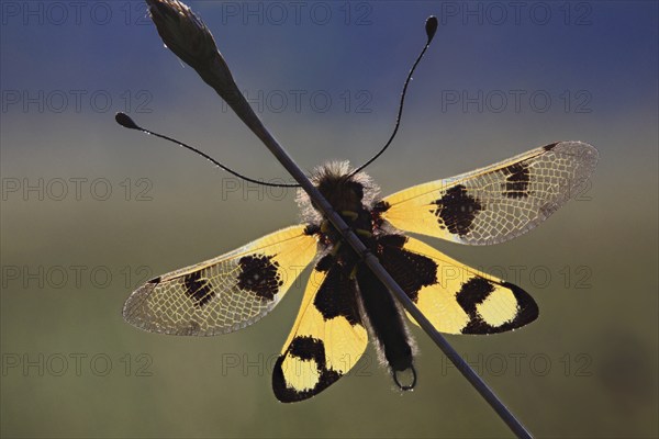 Ascalaphid owlfly (Libelloides macaronius), macro, resting on blade of grass with spread yellow