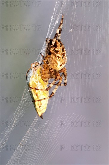 European garden spider (Araneus diadematus) in web with captured bug, North Rhine-Westphalia,