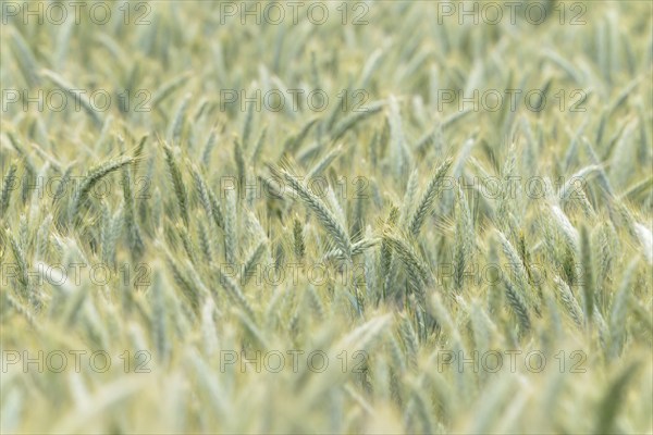 Cereal field, rye (Secale cereale), unripe ears, North Rhine-Westphalia, Germany, Europe