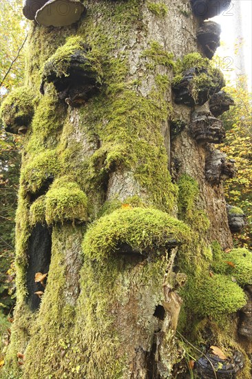 Common beech (Fagus sylvatica) deadwood overgrown with mossy tinder funguses (Fomes fomentarius),