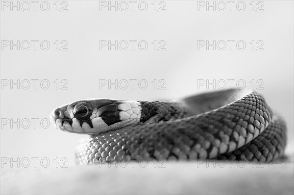 Grass snake (Natrix natrix), juvenile, black and white, high key, portrait, curled up, Isarauen,