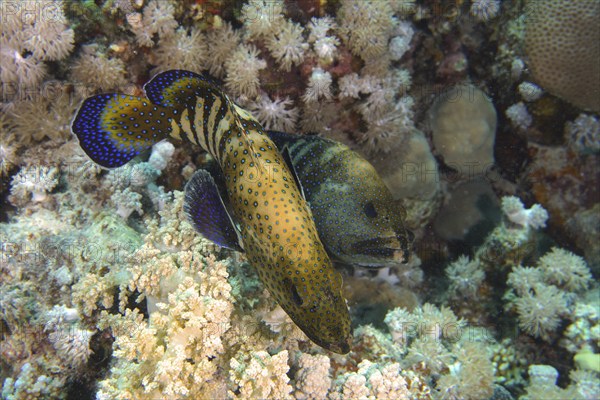 Pair of bluespotted grouper (Cephalopholis argus) courting, mating, dive site House Reef, Mangrove