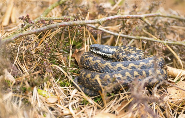 Wild common european viper (Vipera berus), brown, quite young animal, female, lying curled up and
