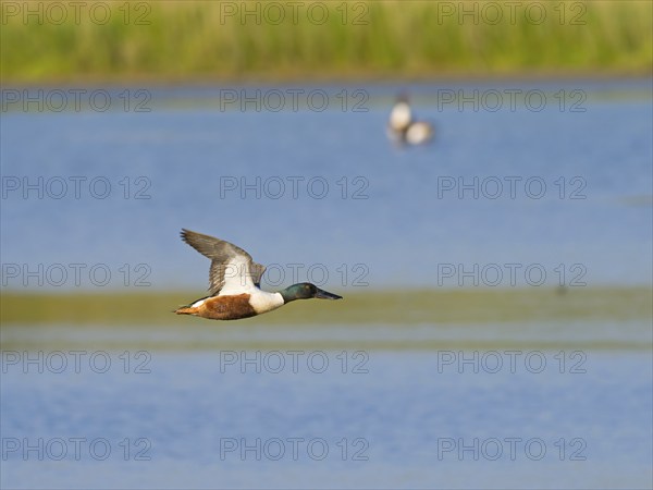 Northern shoveler (Anas clypeata), male in flight, Texel Island, Netherlands
