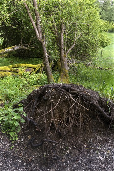 Uprooted black alder (Alnus glutinosa L.), Franconia, Bavaria, Germany, Europe