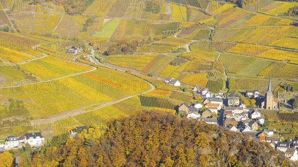 Vineyards in autumn, Mayschoß with parish church, red wine growing region Ahrtal, red wine of the