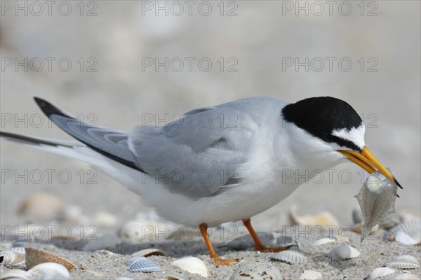 Little Tern (Sternula albifrons), adult bird with fish in its beak, feeding, Lower Saxon Wadden Sea
