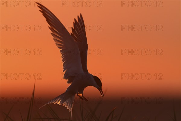 Common Tern (Sterna hirundo), flight study at sunset, in flight, Lower Saxony Wadden Sea National