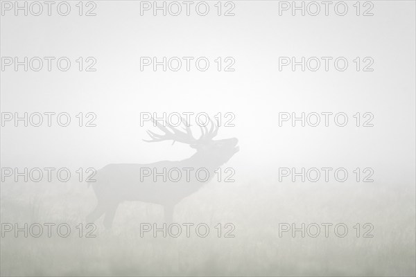 Red deer (Cervus elaphus) stag silhouette with large antlers bellowing in thick early morning fog