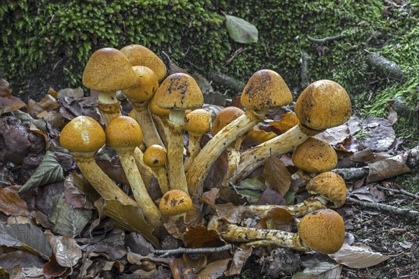 Spectacular rustgill, laughing gym mushroom (Gymnopilus junonius) (Agaricus aureus) (Agaricus