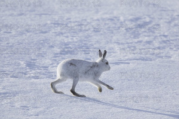 Mountain hare (Lepus timidus), Alpine hare, snow hare in winter pelage running in the snow,