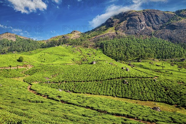 Green tea plantations in the morning, Munnar, Kerala state, India, Asia