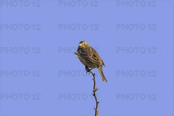 Corn bunting (Miliaria calandra) perched on twig against blue sky