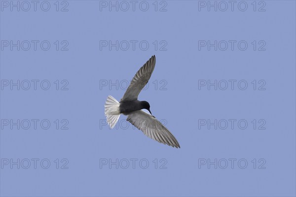 Black tern (Chlidonias niger) in breeding plumage in flight against blue sky