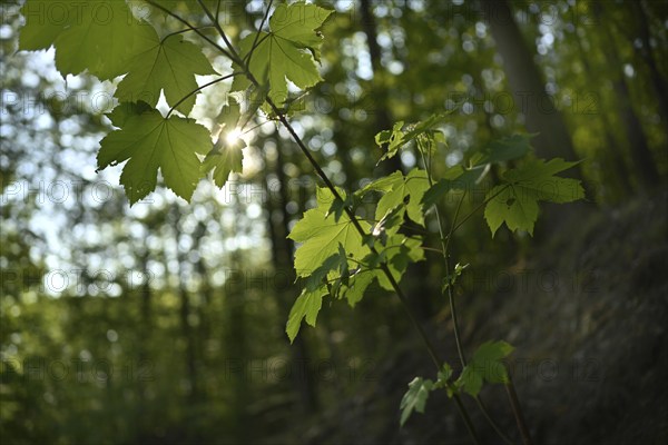 Forest in Sauerland, Germany, Europe