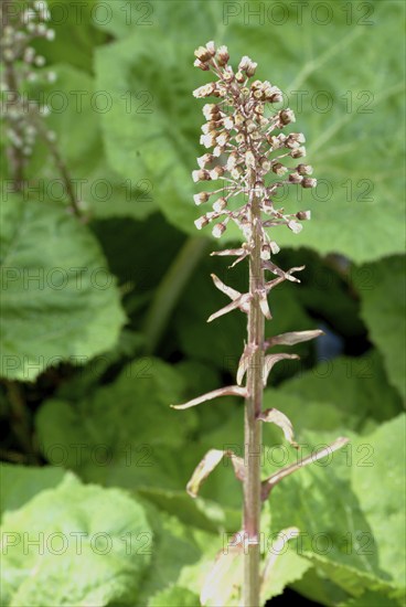Butterbur (Petasites hybridus), medicinal plant, herb, wild plant, medicinal use