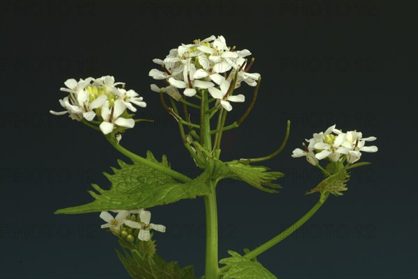 Garlic rue, garlic rue, medicinal plant, seasoning plant, spice, herb, wild plant, medicinal use,