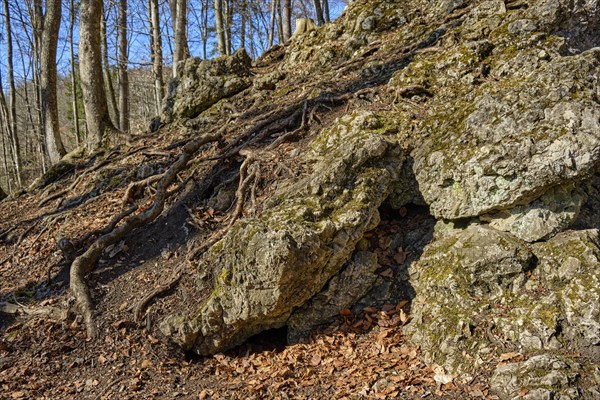 Root system of trees and limestone rocks, here on the basis of a forest area in the Swabian Alb