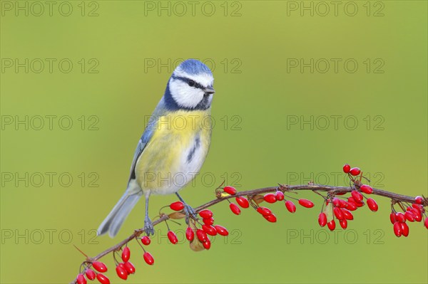 Blue Tit (Parus caeruleus) on Green Barberry (Berberis thunbergii) with red berries in autumn,