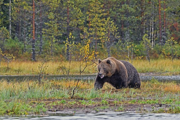 European brown bear (Ursus arctos) walking through swampy terrain, autumn, rear taiga, northern