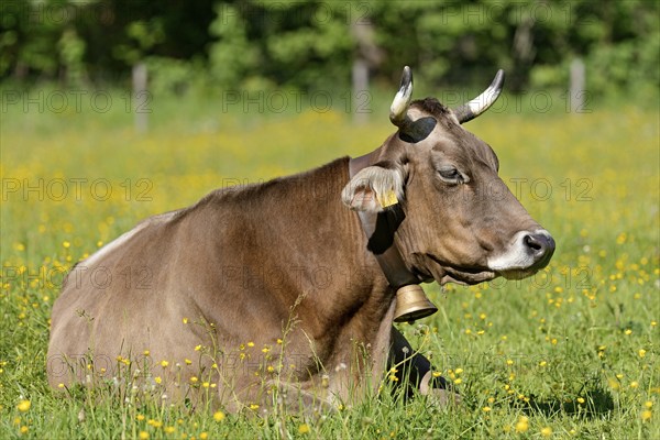 Domestic cattle (Bos primigenius taurus) with a cowbell resting in a meadow, Stillachtal near