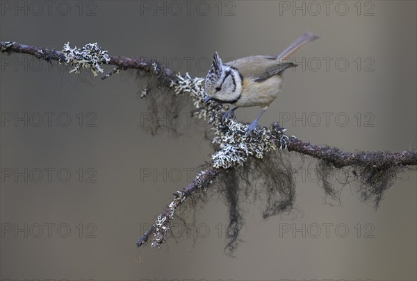 Crested Tit (Lophophanes cristatus), on a branch covered with bearded lichen, Biosphere Reserve,