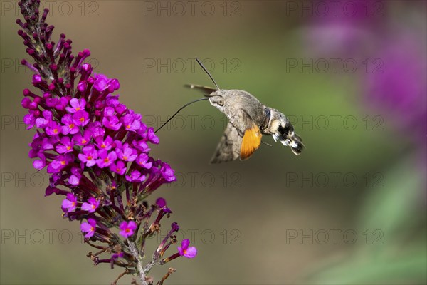 Hummingbird hawk-moth (Macroglossum stellatarum), flying, sucking nectar on flower of