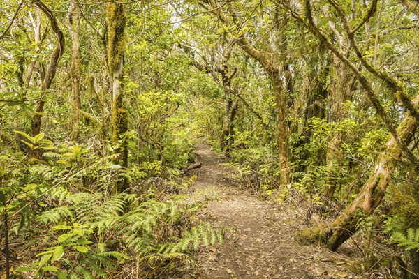 Laurel forest, cloud forest, Anaga Mountains, Tenerife, Canary Islands, Spain, Europe