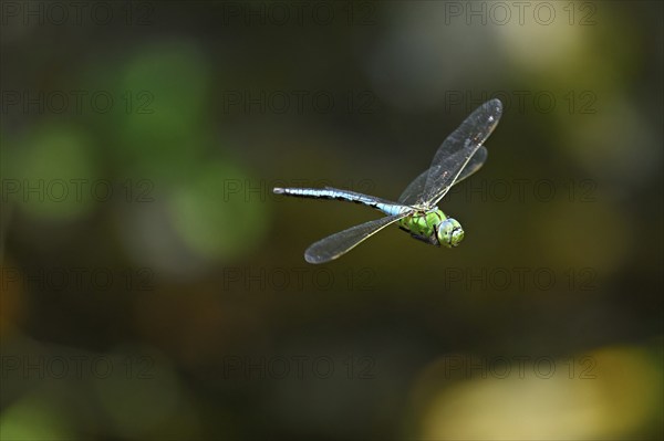Emperor dragonfly (Anax imperator), in flight, Selger Moor, Canton Zurich, Switzerland, Europe