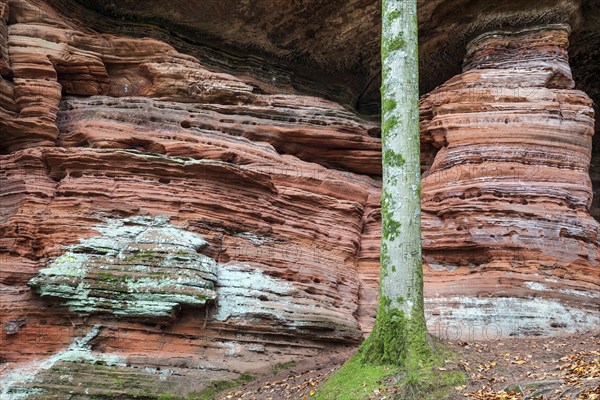 Old castle rock, red sandstone rock formation, natural and cultural monument, Brechenberg near