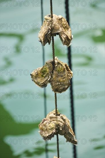 Pacific oysters (Magallana gigas) hanging on a rope at mussel farm of Musclarium near la rapita,