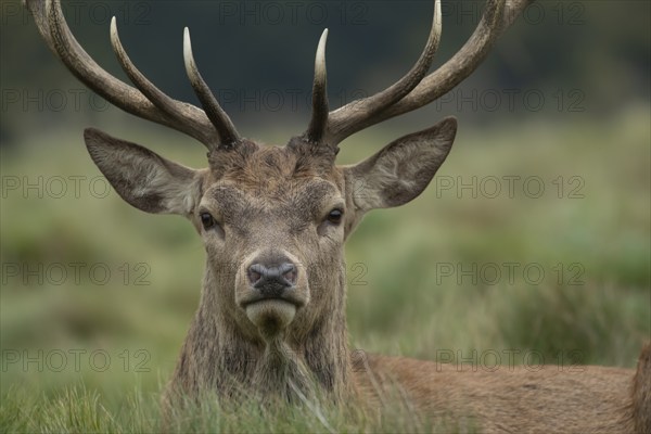 Red deer (Cervus elaphus) adult male stag animal portrait, Surrey, England, United Kingdom, Europe
