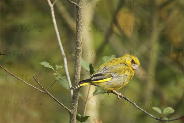 European greenfinch (Chloris chloris) Allgäu, Bavaria, Germany, Europe