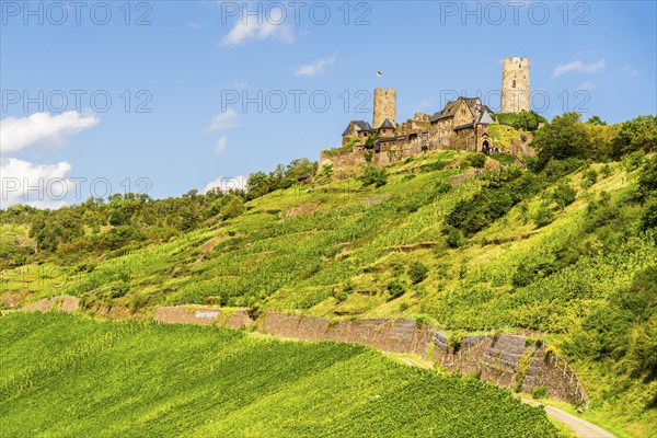 View over vineyard and castle of Thurant, valley Moselle, Rhineland Palatinate, Germany, Europe