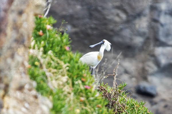 Royal spoonbill (Platalea regia), Otago, New Zealand, Oceania