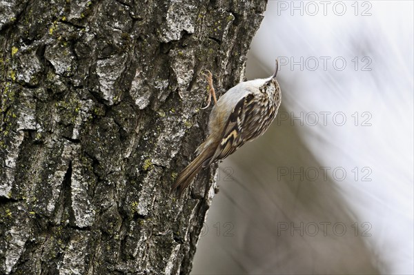 Eurasian treecreeper (Certhia familiaris), Switzerland, Europe