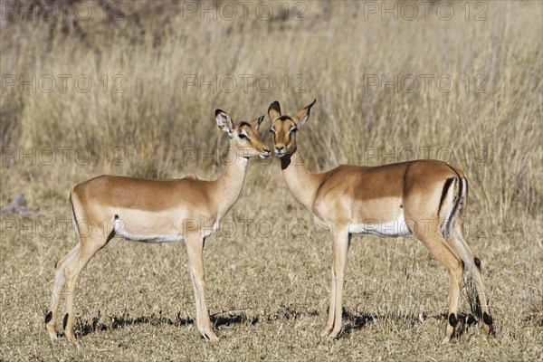 Common impalas (Aepyceros melampus), two females in dry grassland, showing affection, eye contact,