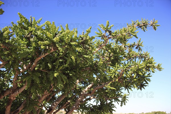 Wadi Dawqah, Incense Tree Cultures, UNESCO World Heritage Site, frankincense (Boswellia Sacra)