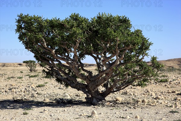 Wadi Dawqah, Incense Tree Cultures, UNESCO World Heritage Site, frankincense (Boswellia Sacra)