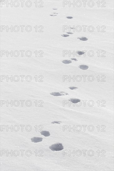 Close up footprints in the snow of mountain hare (Lepus timidus), Alpine hare, snow hare in winter