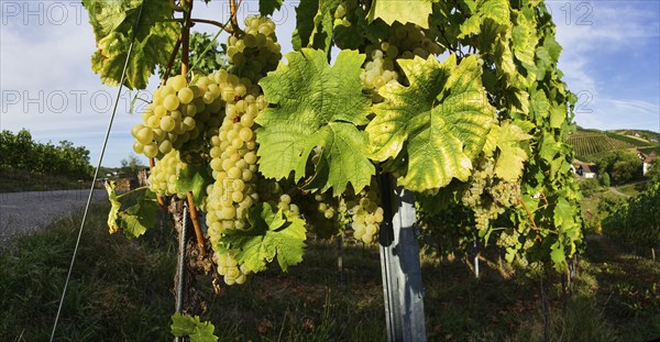 Grape vines (Vitis vinifera) with white grapes and leaves in Sasbachwalden, Ortenaukreis,